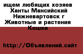 ищем любящих хозяев - Ханты-Мансийский, Нижневартовск г. Животные и растения » Кошки   